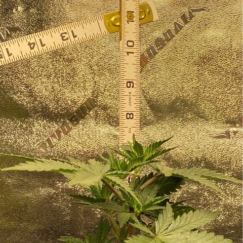 Critical Kali Mist growlog photo: Looks like 7 even