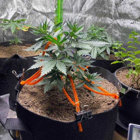 Critical Kali Mist growlog timeline photo