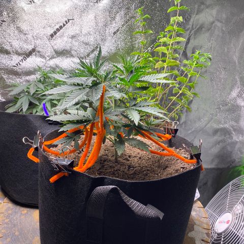 Critical Kali Mist growlog timeline photo
