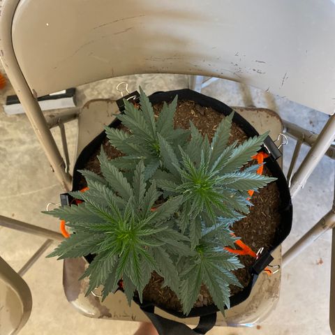 Critical Kali Mist growlog timeline photo