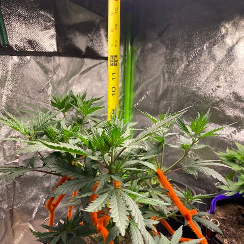 Critical Kali Mist growlog timeline photo