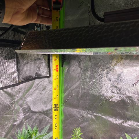 Critical Kali Mist growlog timeline photo