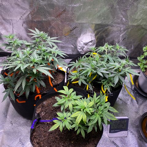 Critical Kali Mist growlog timeline photo