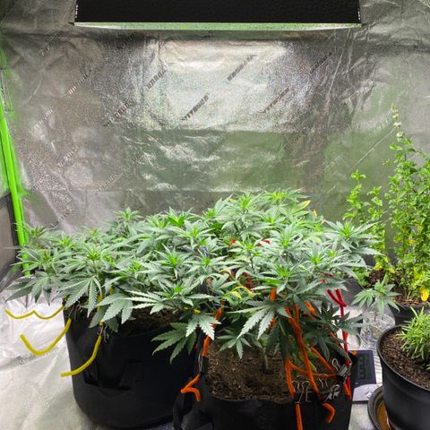 Critical Kali Mist growlog photo: Looking healthy 