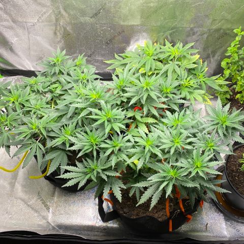 Critical Kali Mist growlog photo: Looking healthy 
