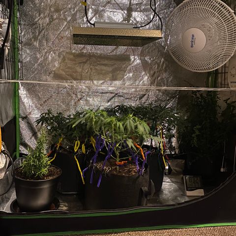 Critical Kali Mist growlog photo: After defoliation 