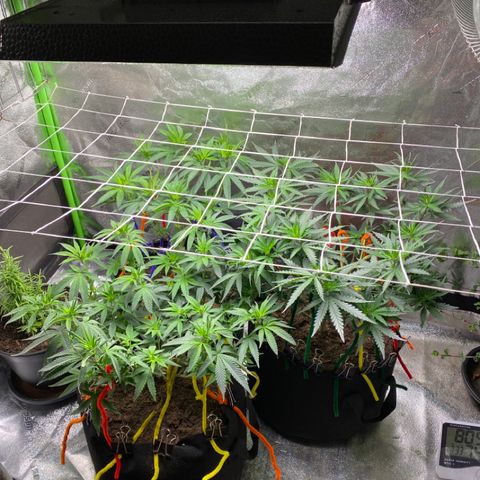 Critical Kali Mist growlog timeline photo
