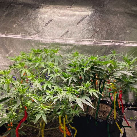Critical Kali Mist growlog timeline photo