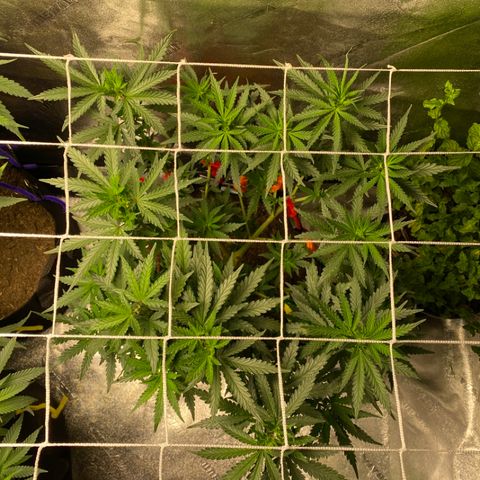 Critical Kali Mist growlog timeline photo