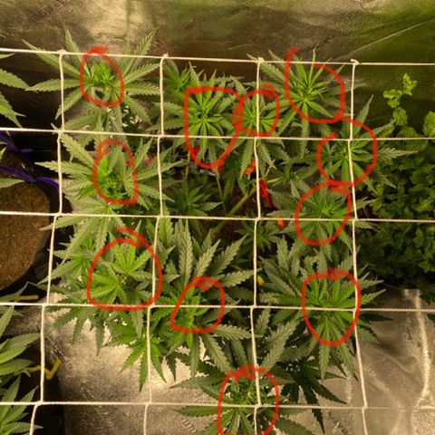 Critical Kali Mist growlog photo: 11 possible bud spots 