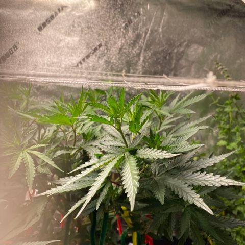 Critical Kali Mist growlog timeline photo