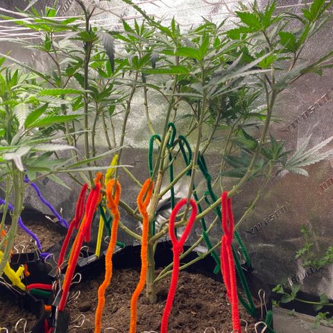 Critical Kali Mist growlog timeline photo
