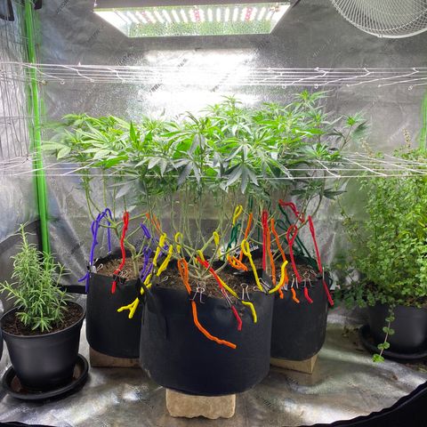 Critical Kali Mist growlog timeline photo