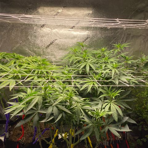 Critical Kali Mist growlog timeline photo