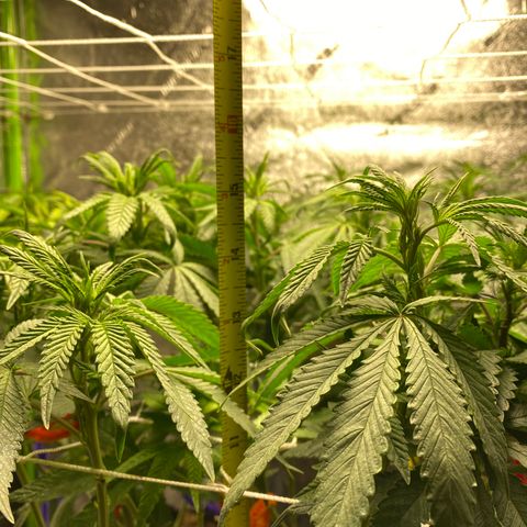 Critical Kali Mist growlog photo: 15 inches 
