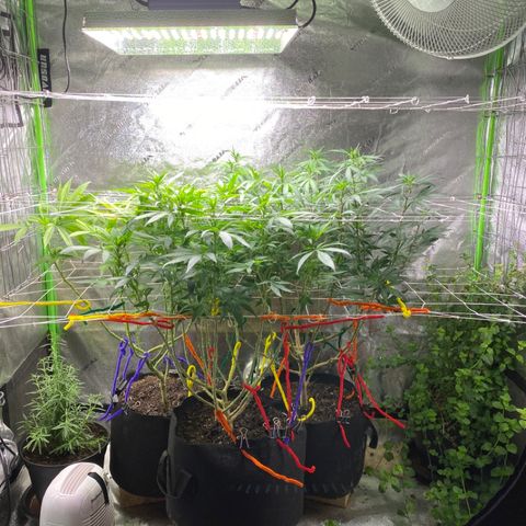 Critical Kali Mist growlog timeline photo