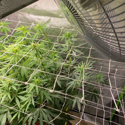 Critical Kali Mist growlog timeline photo