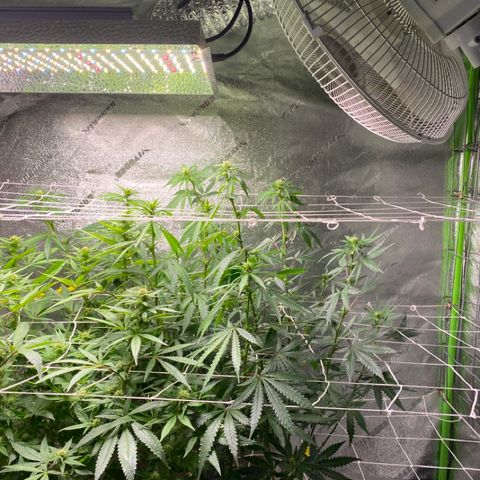 Critical Kali Mist growlog timeline photo