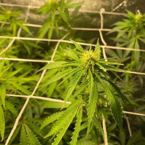 Critical Kali Mist growlog timeline photo