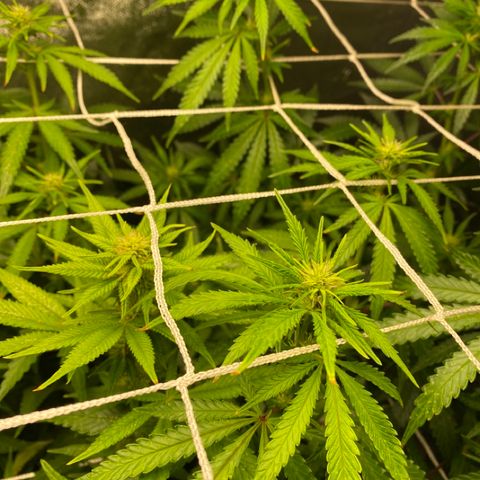 Critical Kali Mist growlog timeline photo