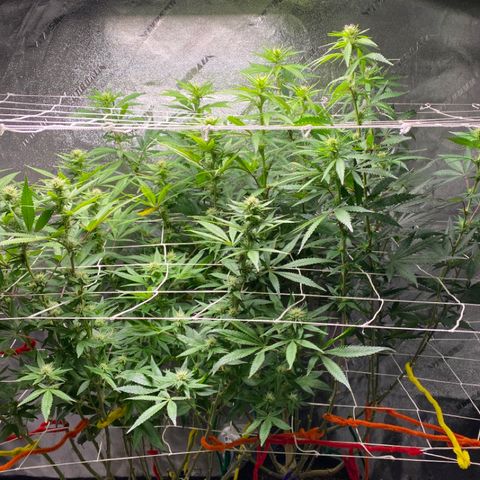 Critical Kali Mist growlog timeline photo