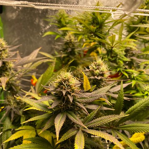 Critical Kali Mist growlog timeline photo