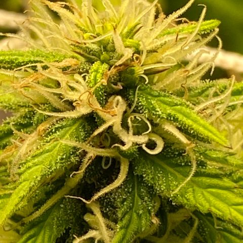 Critical Kali Mist growlog timeline photo
