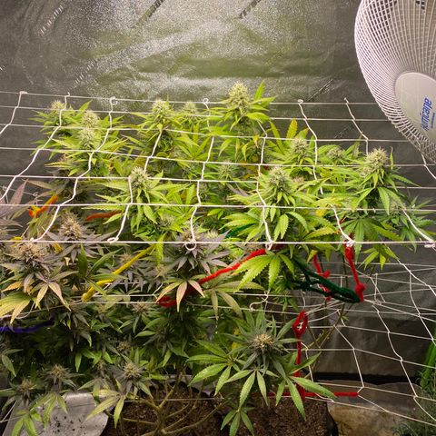 Critical Kali Mist growlog timeline photo