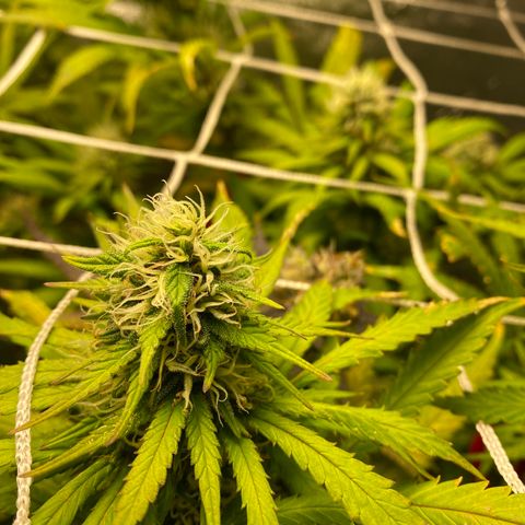 Critical Kali Mist growlog timeline photo