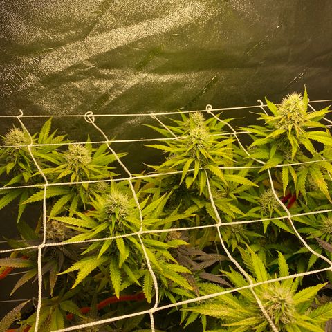 Critical Kali Mist growlog timeline photo
