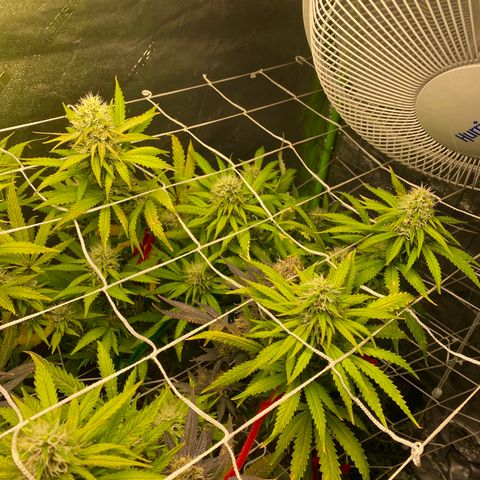Critical Kali Mist growlog timeline photo