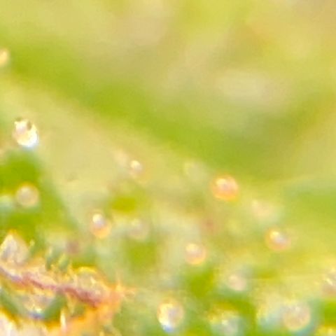 Critical Kali Mist growlog timeline photo