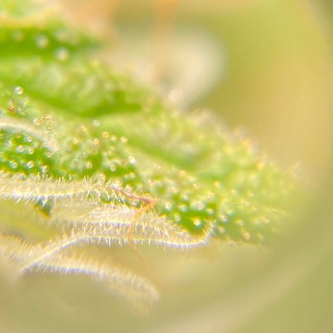Critical Kali Mist growlog timeline photo