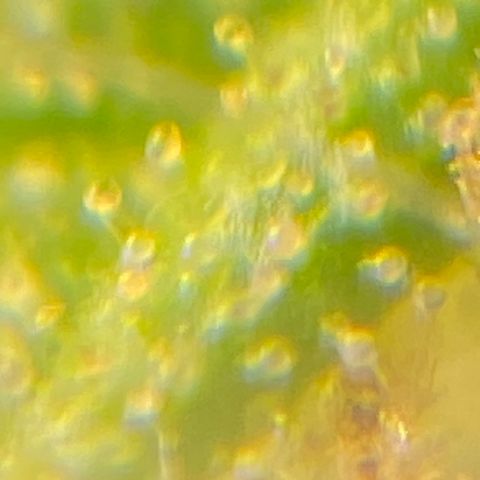 Critical Kali Mist growlog timeline photo