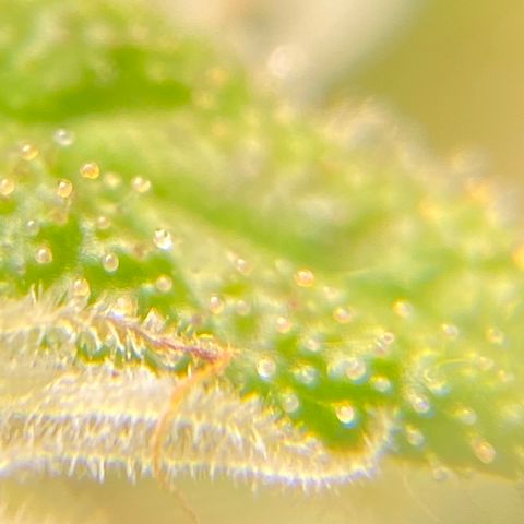 Critical Kali Mist growlog timeline photo