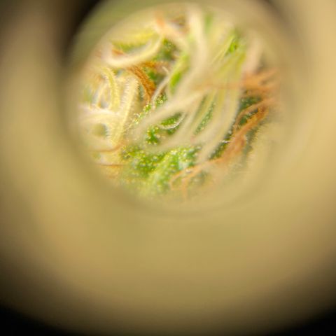 Critical Kali Mist growlog timeline photo