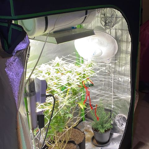 Critical Kali Mist growlog timeline photo