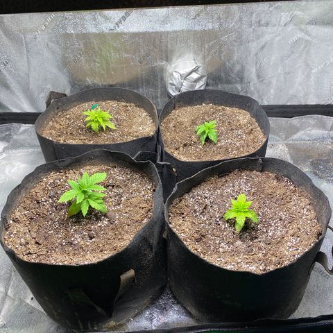 Critical Kali Mist growlog timeline photo