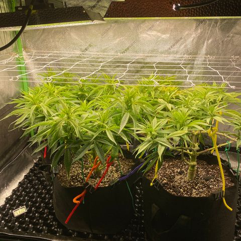 Critical Kali Mist growlog photo: Net is in plant positioned where they will stay. 