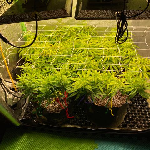 Critical Kali Mist growlog timeline photo