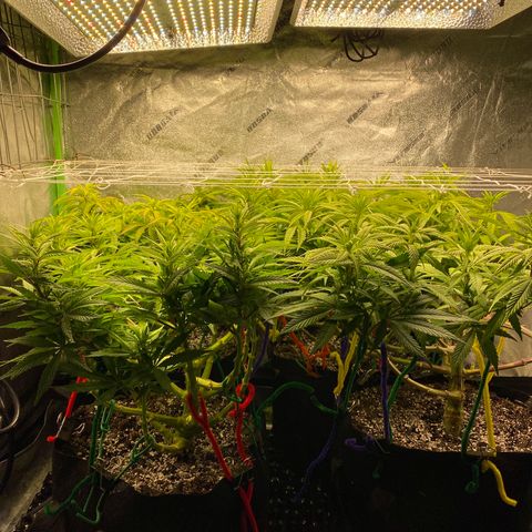 Critical Kali Mist growlog timeline photo