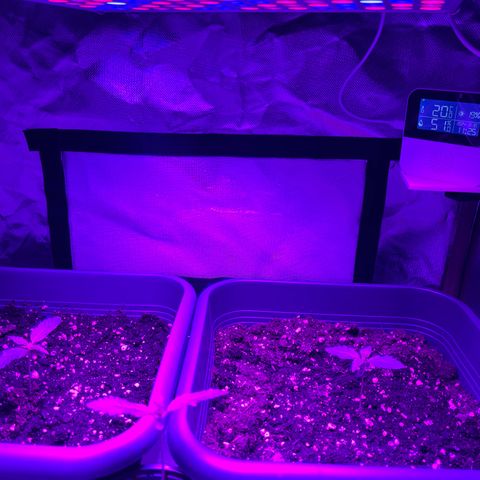 Auto SFV OG growlog timeline photo