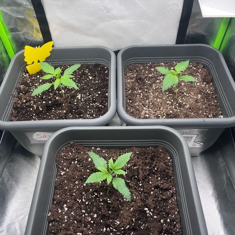 Auto SFV OG growlog timeline photo