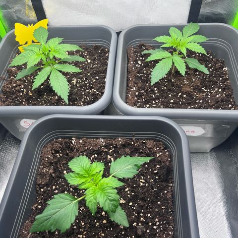 Auto SFV OG growlog timeline photo