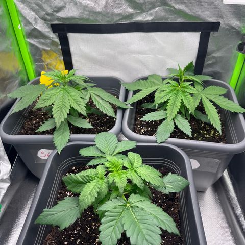 Auto Skywalker Haze growlog timeline photo