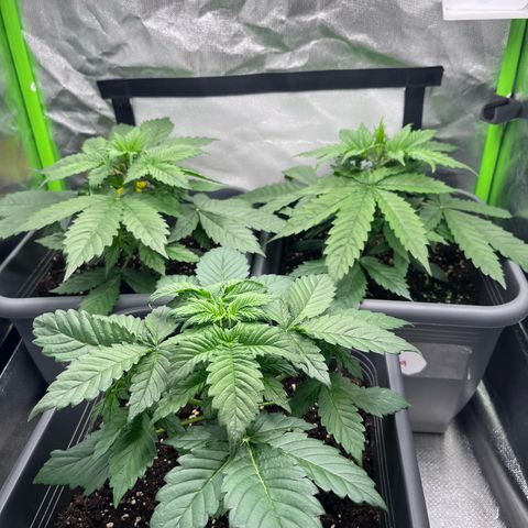 Auto SFV OG growlog timeline photo