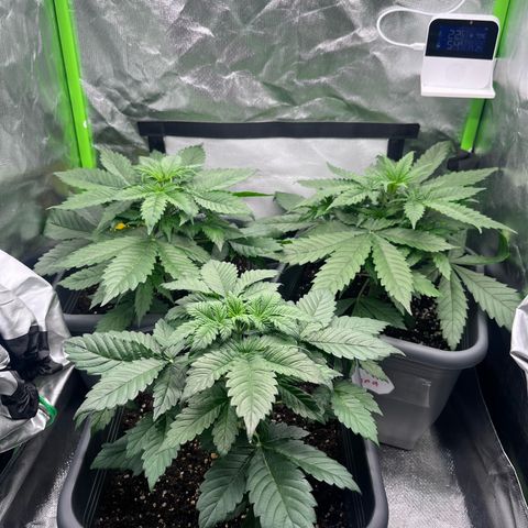 Auto Skywalker Haze growlog timeline photo
