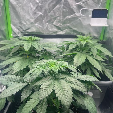 Auto SFV OG growlog timeline photo