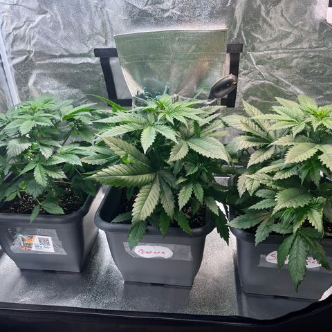Auto SFV OG growlog timeline photo