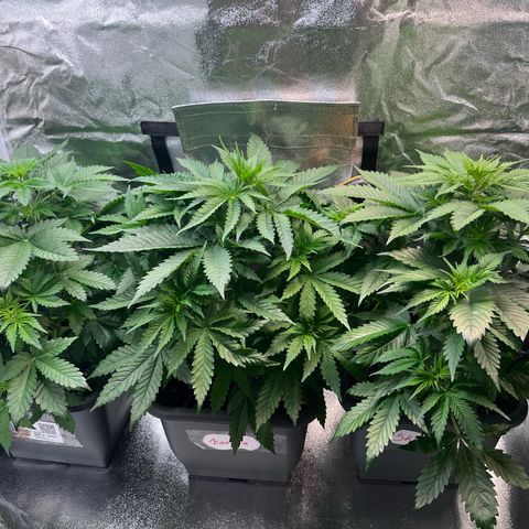 Auto SFV OG growlog timeline photo